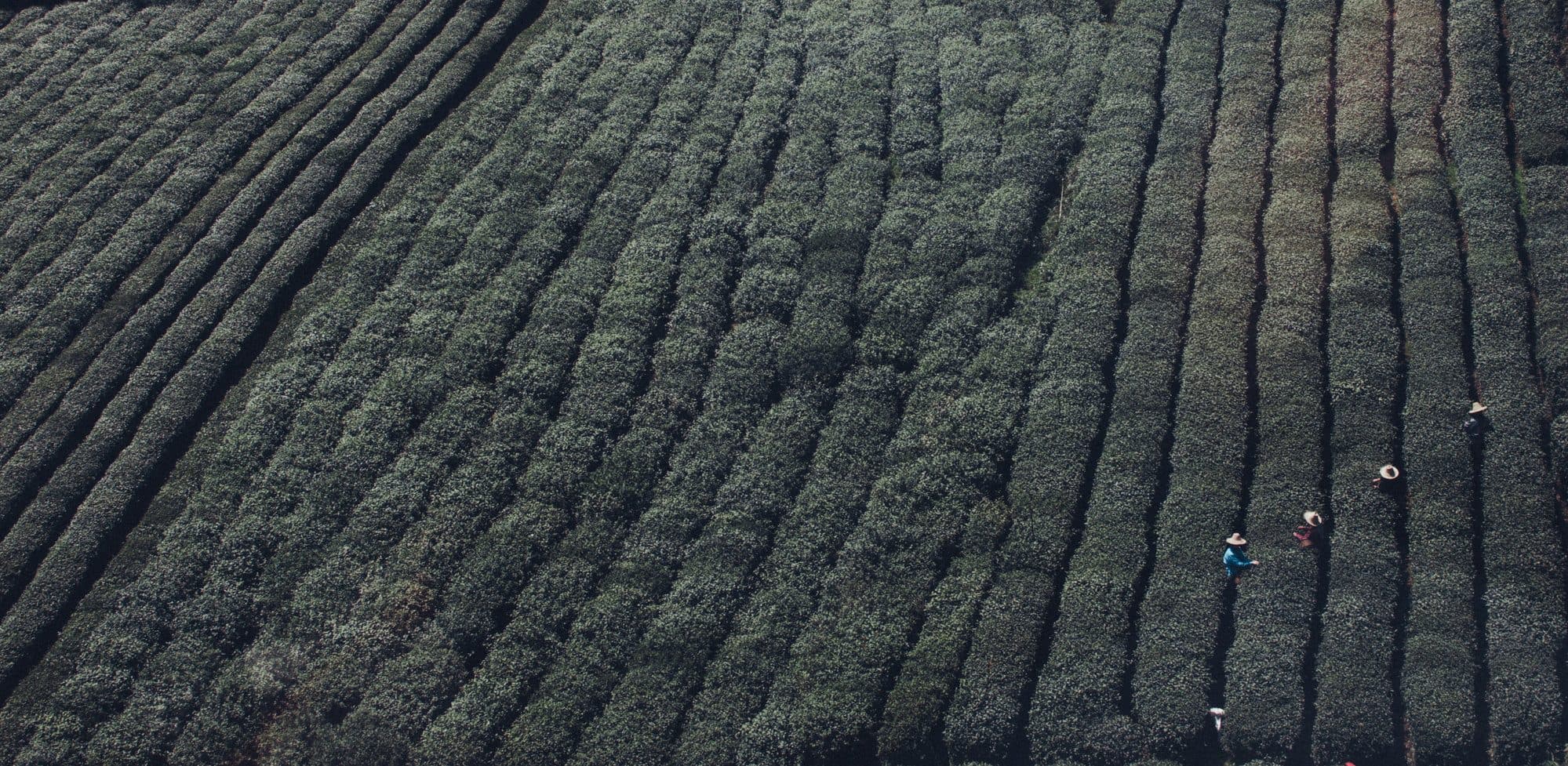 The Global Tea Forest
